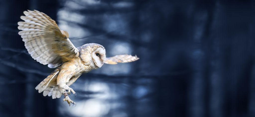 Vliegend uil door het bos