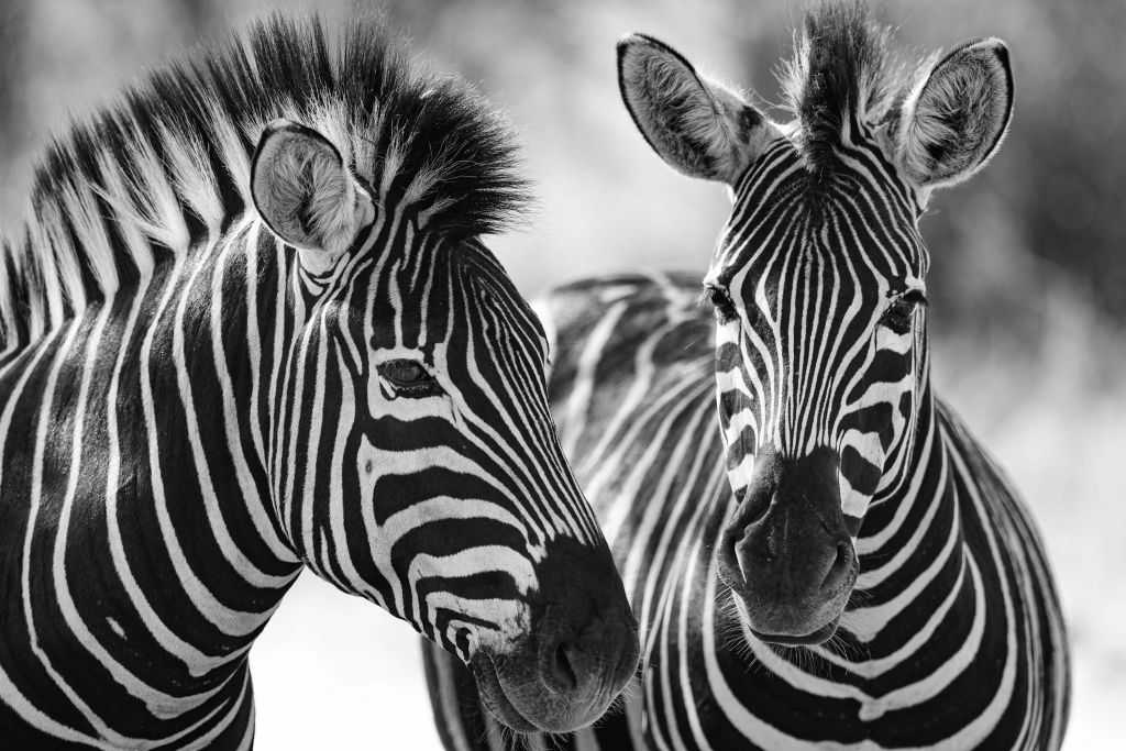 Close-up zebra's