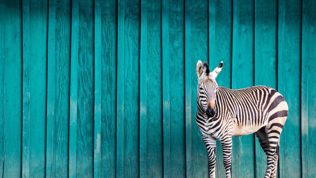 Zebra op een blauwe achtergrond
