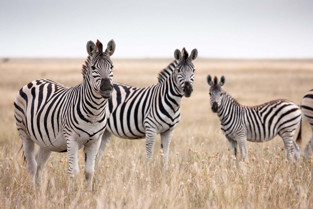 Zebra's in de natuur