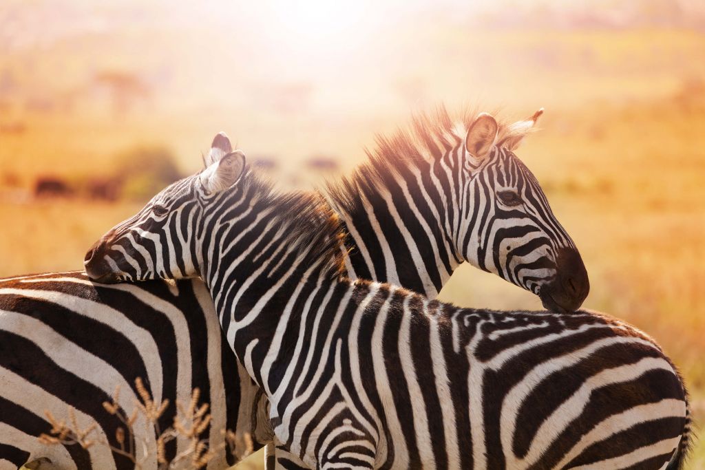 Zebra liefde