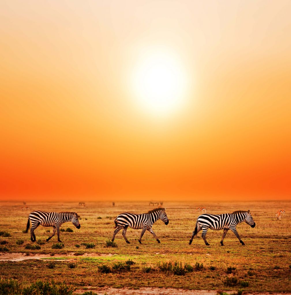 Zebra's onderweg