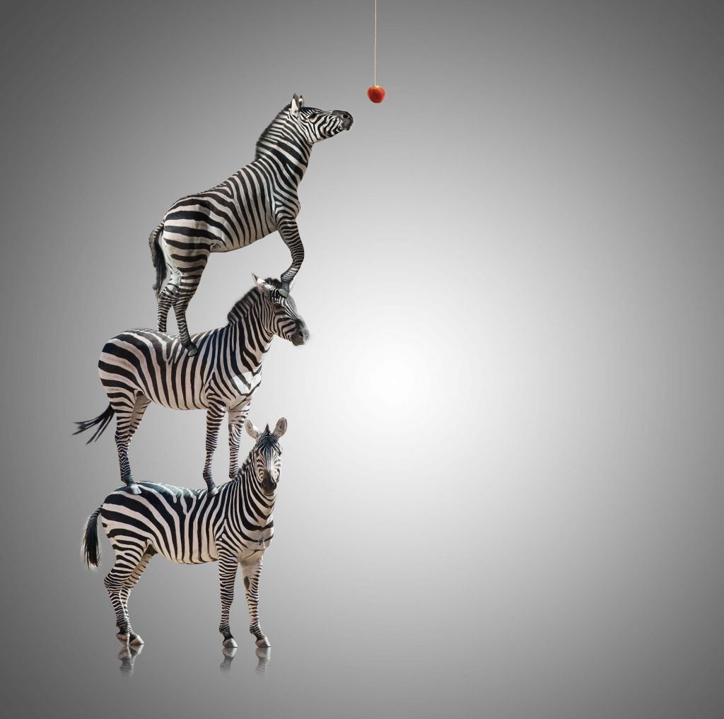Drie zebra's en een appel
