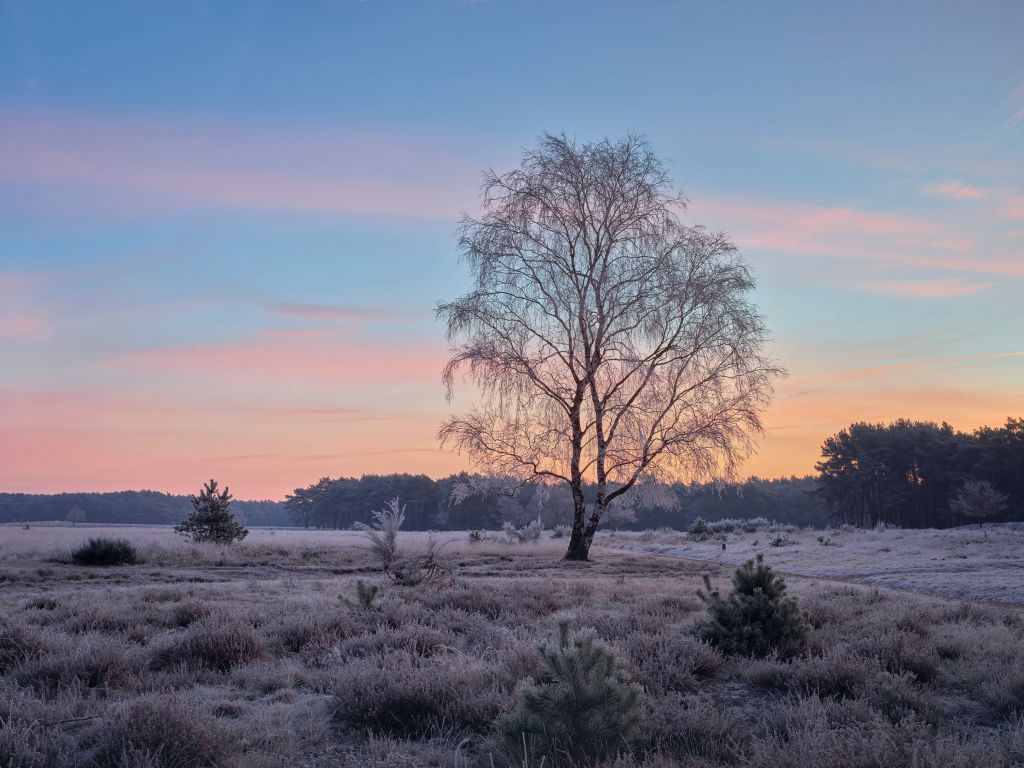 Bevroren heide