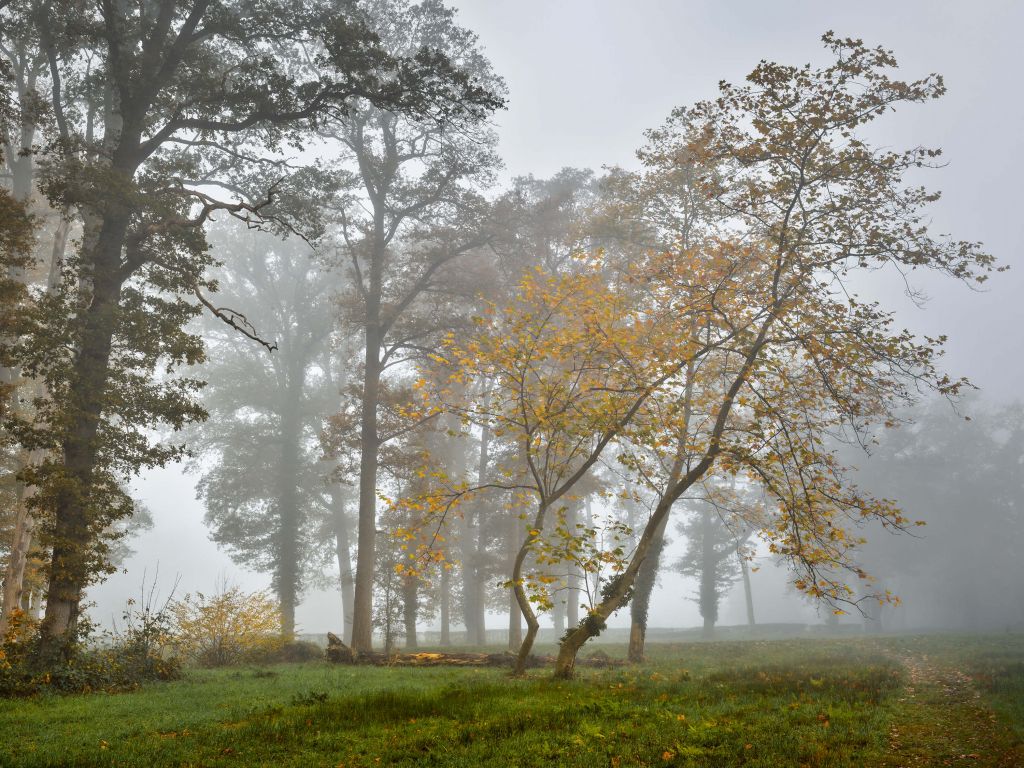 Grasveld met bomen en mist