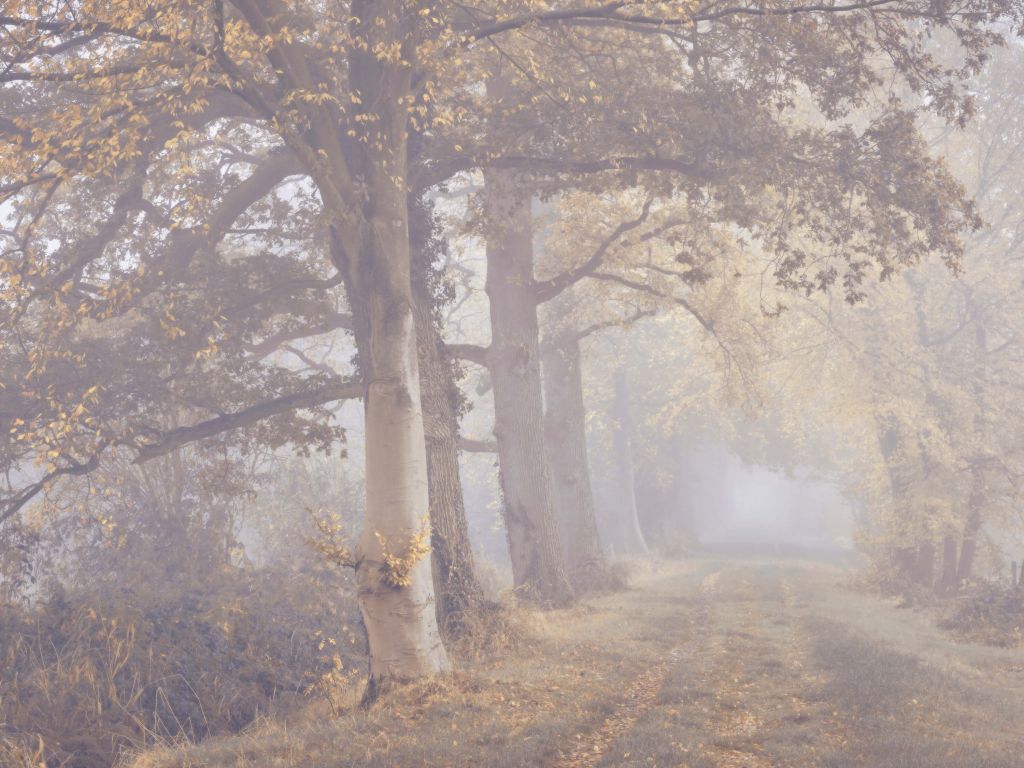 Mistige weg met bomen