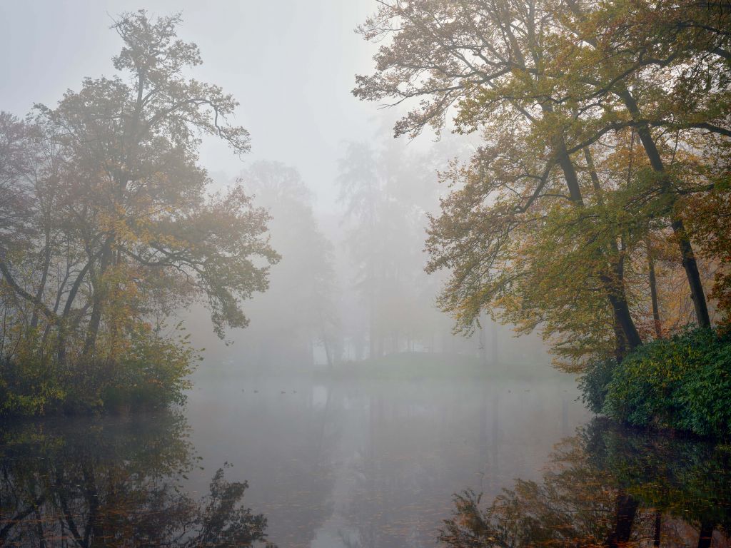 Bosvijver in de mist