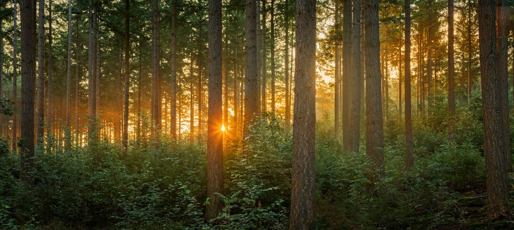 Zonnestralen in een naaldbos