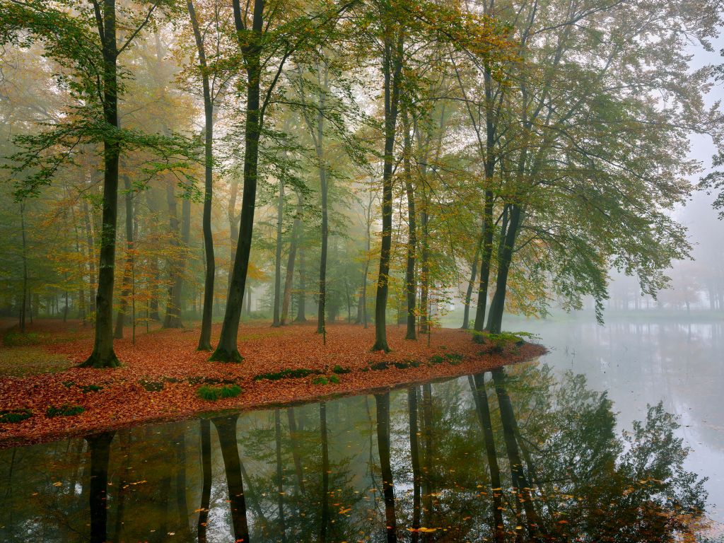 Weerspiegeling van bomen in vijver