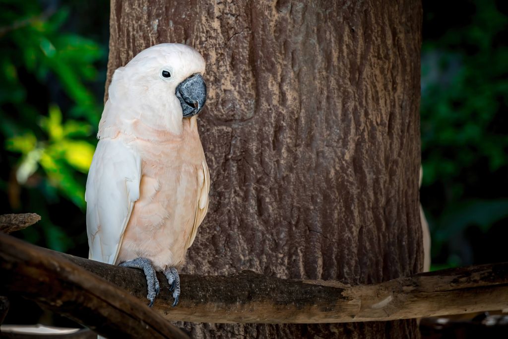 Kaketoe rustend op de boom
