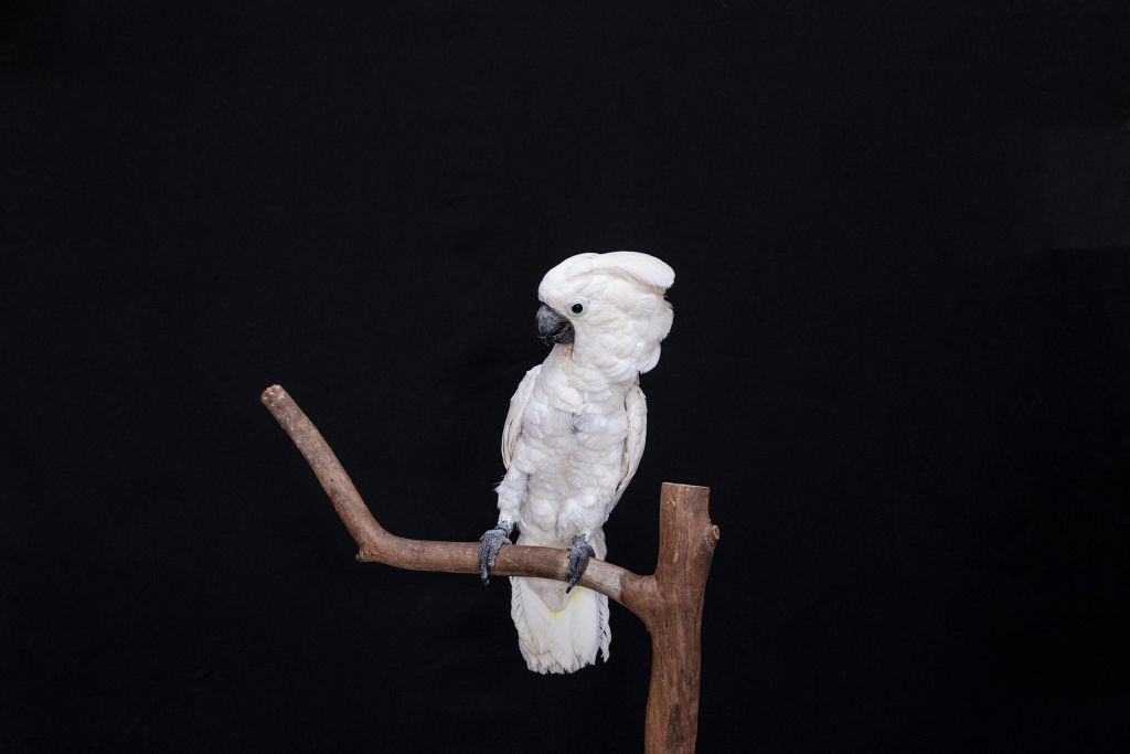 Witte kaketoe close-up