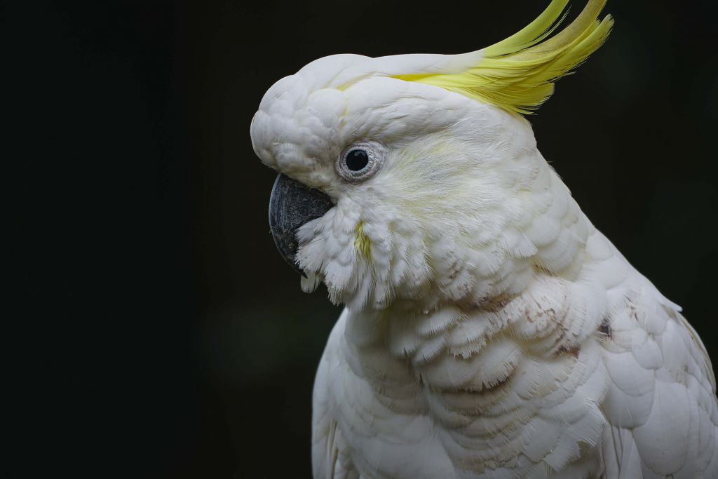 Portret van kaketoe
