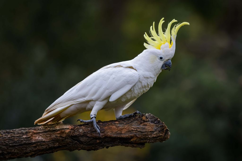 Witte kaketoe op een tak