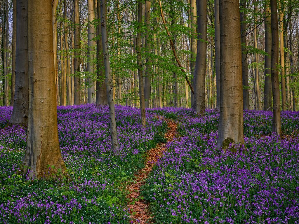 Mooi paadje door het bos