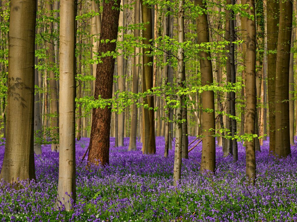 Bos met paarse bloemetjes