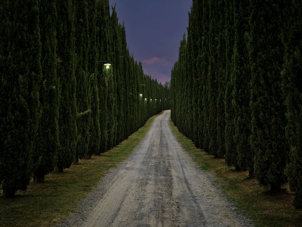 Cypresse in de avond