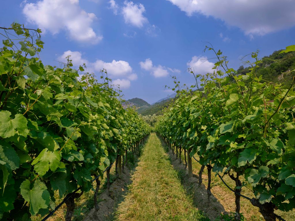 Wijngaard in Italië