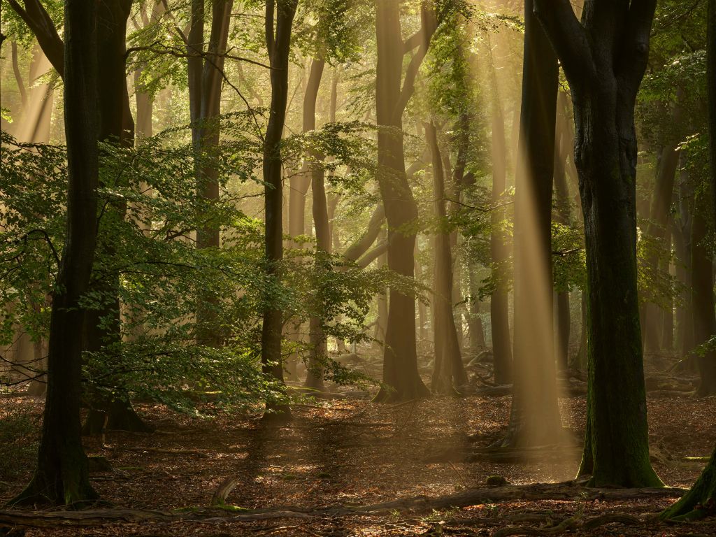 Oud bos met zonneharpen