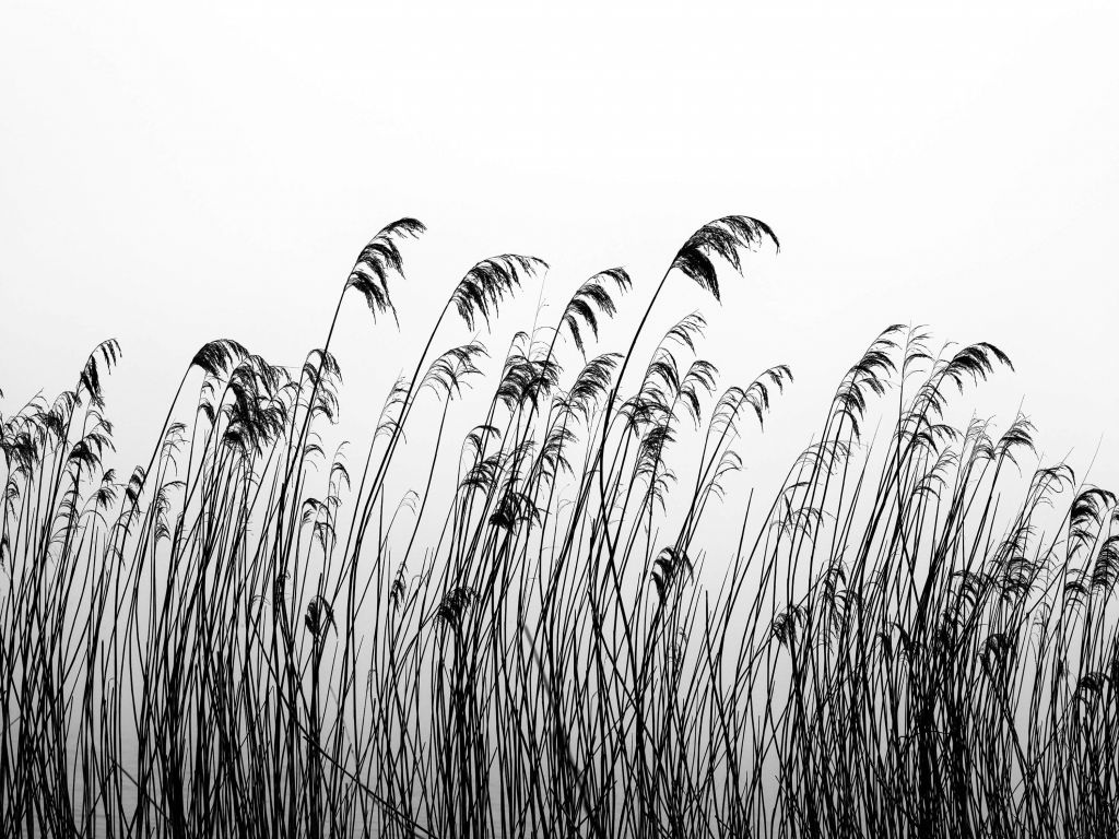 Riet langs de waterkant in zwart - wit