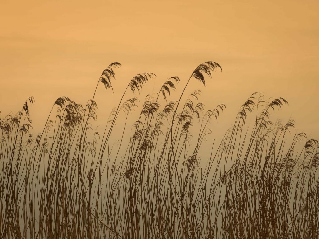 Riet langs de waterkant