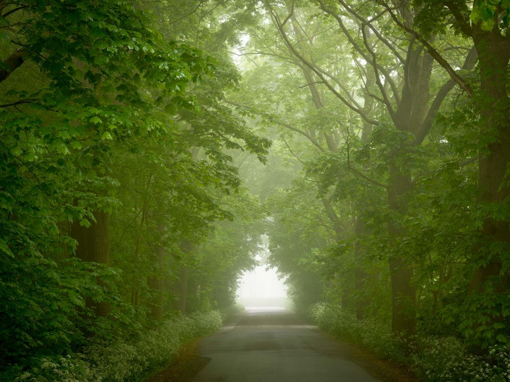 Groen bos met een mistig pad