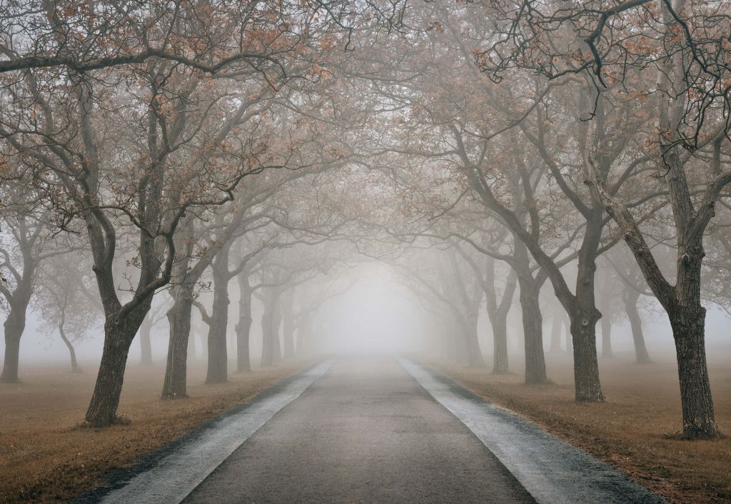 Weg met oude bomen