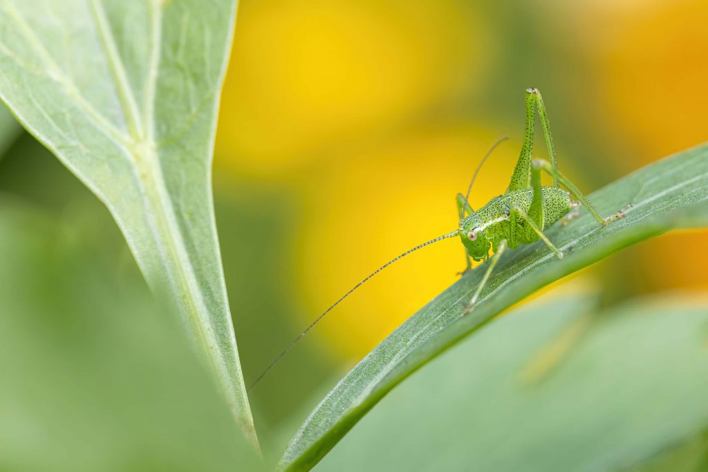 Sprinkhaantje op een Salieblad