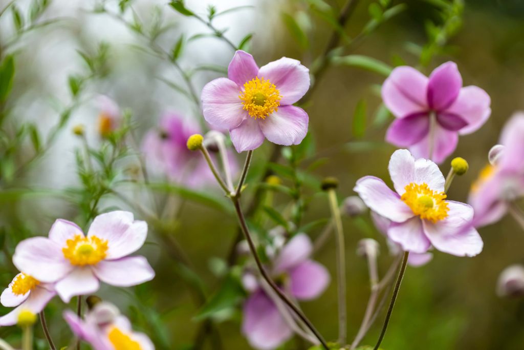 Jungle van Roze Bloemen