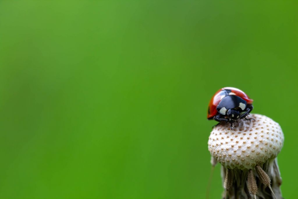 Lieveheersbeestje Zittend op een Paardebloem