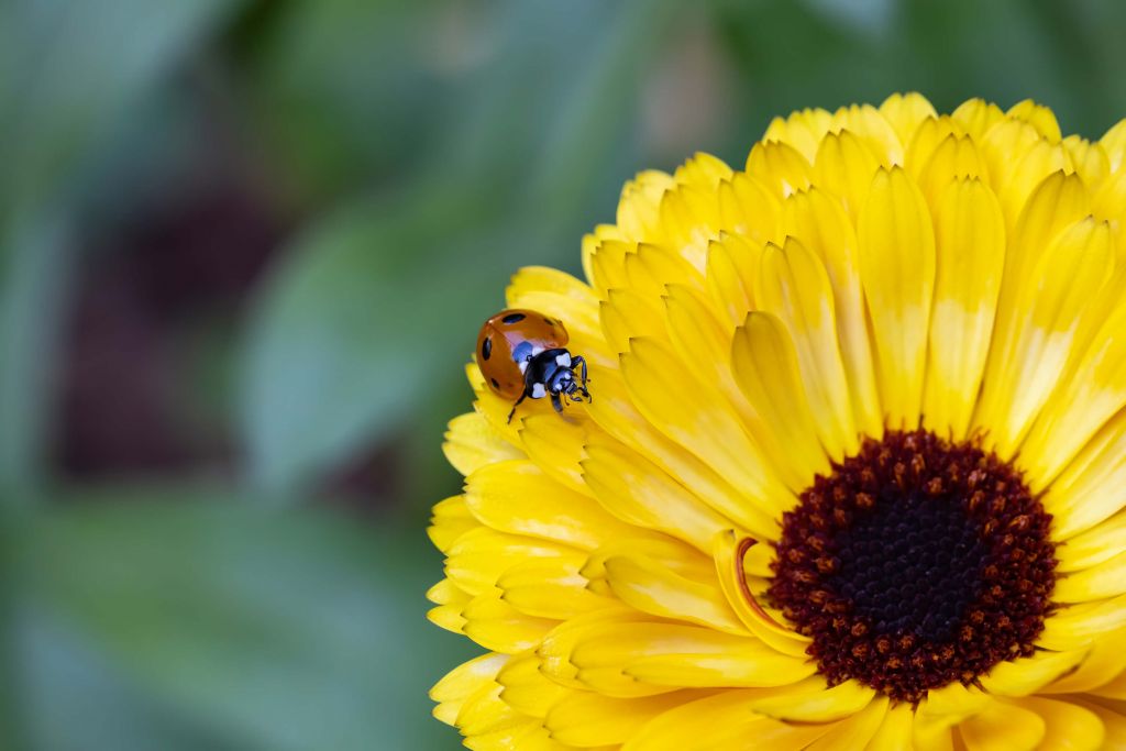 Lieveheersbeestje Op een Goudsbloem