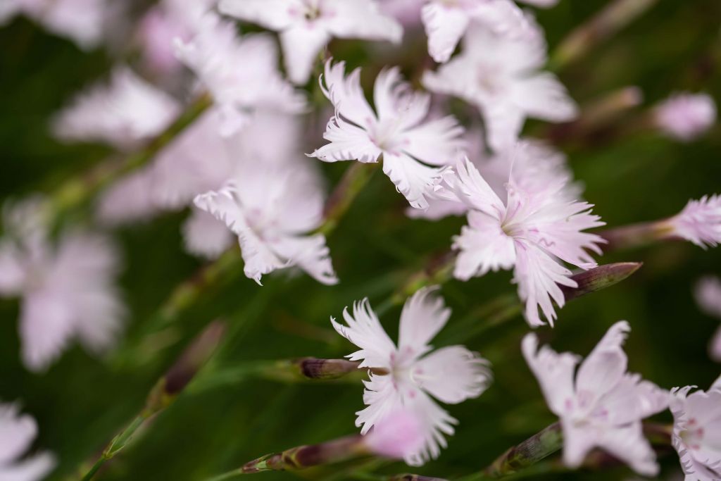 Kleine Roze Bloemetjes in de Wind