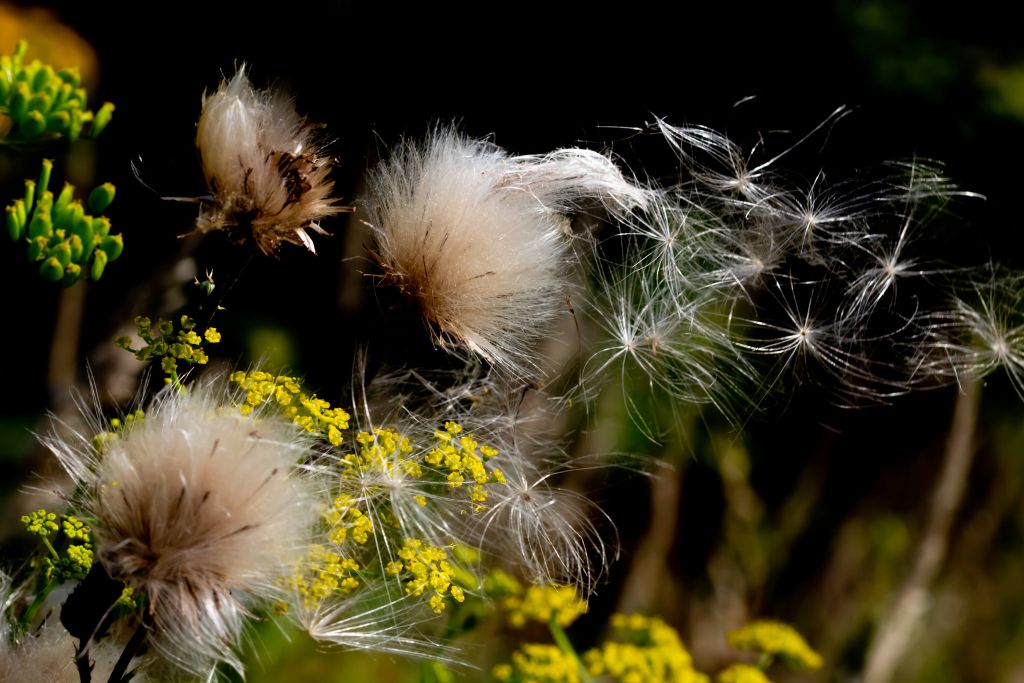 Mystieke Natuur