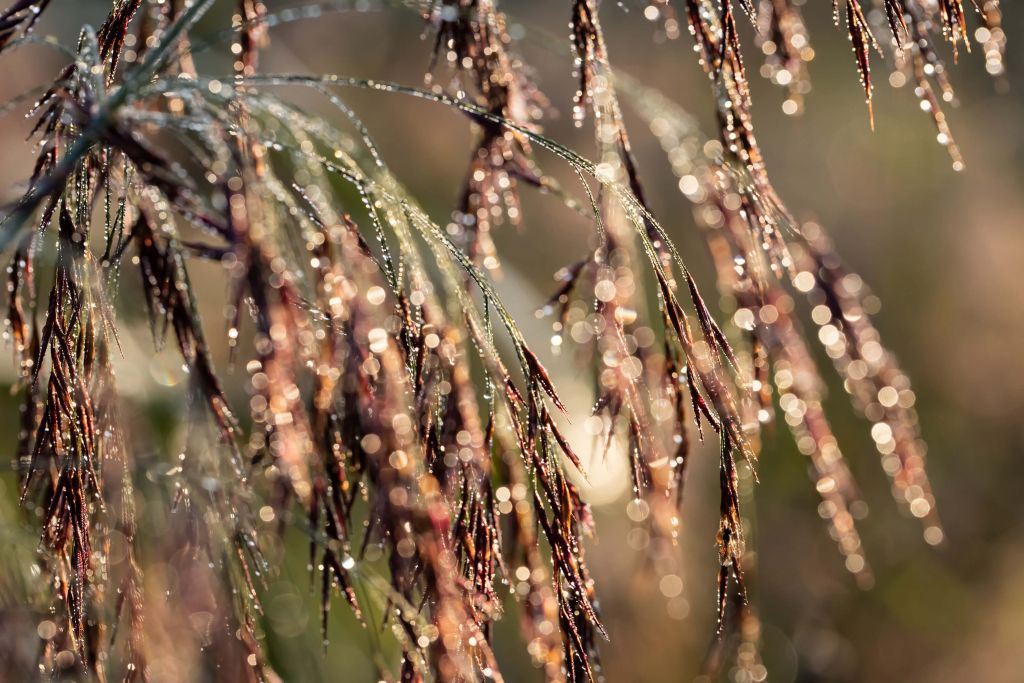 Riet na Regenval