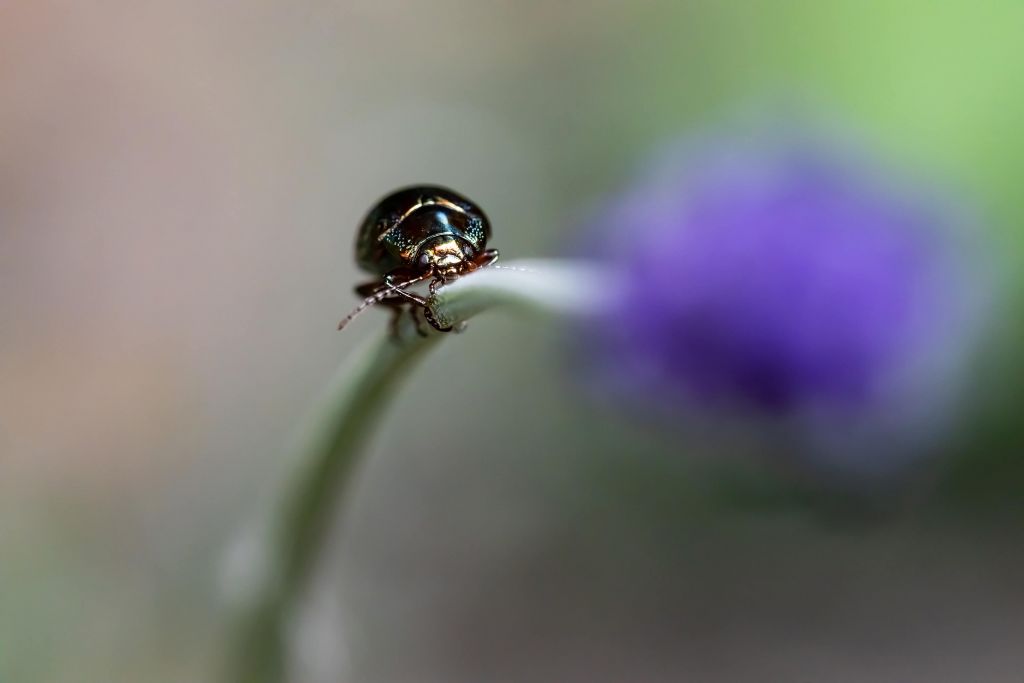 Rozemarijn Kever met Lavendel