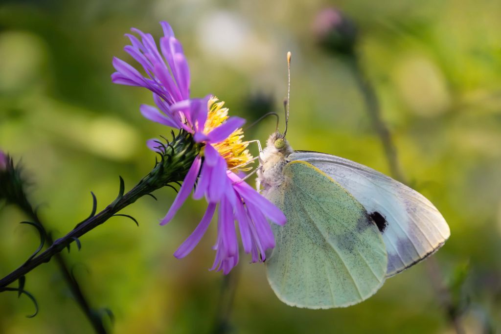 Witte Vlinder in het Licht