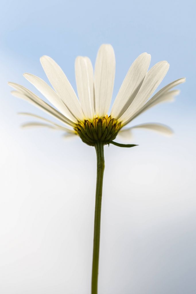 Witte Margriet in de Lucht