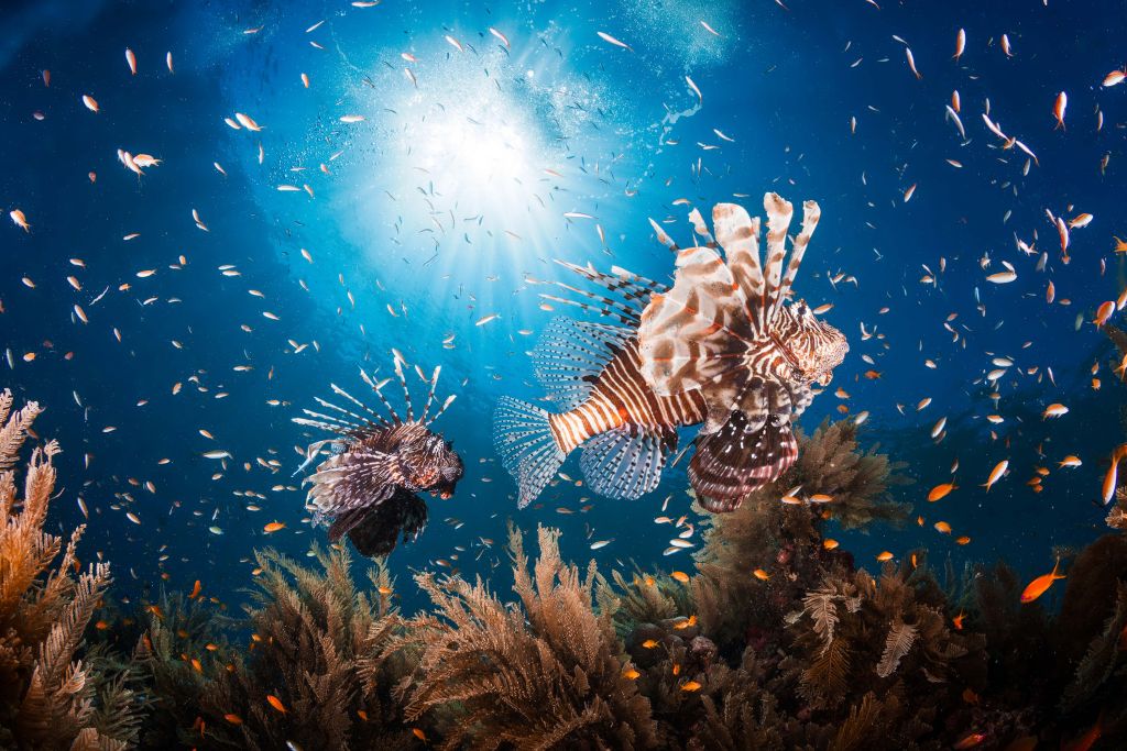 Lionfish