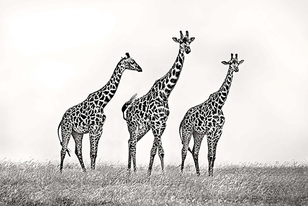 Giraffe family