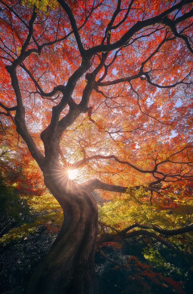 The Japanese Tree