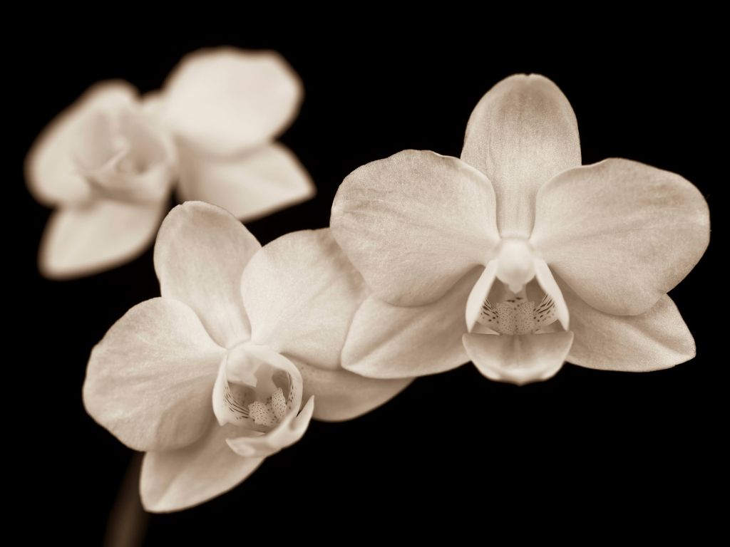 Witte orchideeën