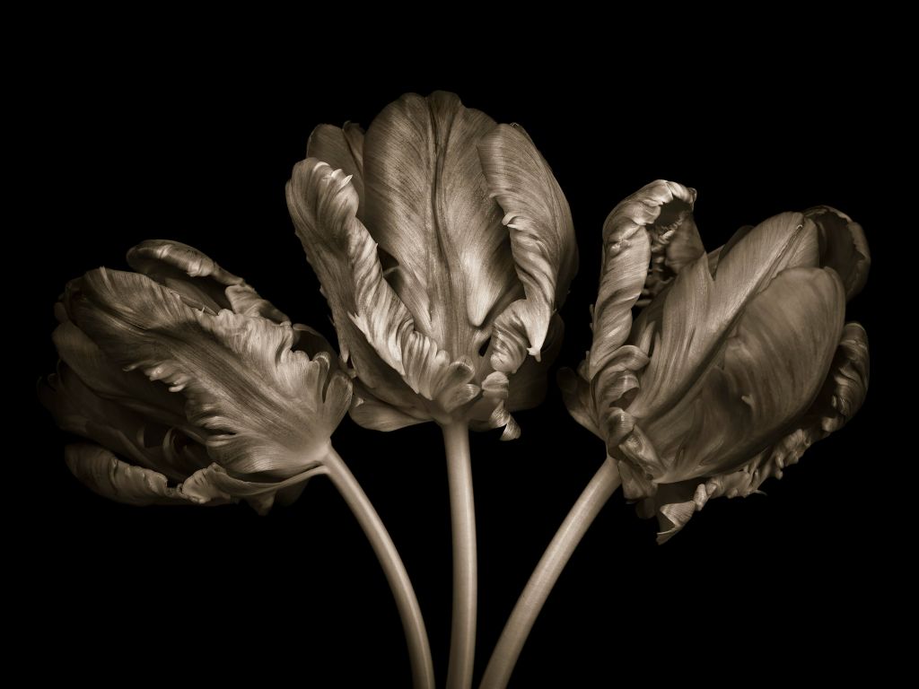 Drie Rococo tulpen