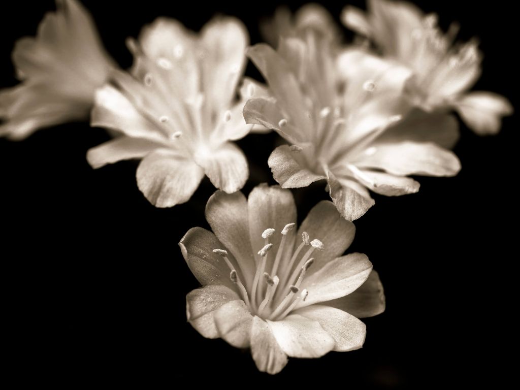 Lewisia bloesem close-up