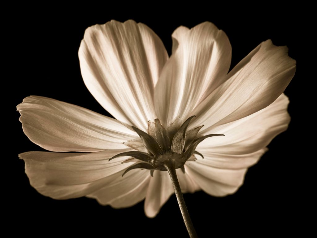 Cosmos bloem van onderen