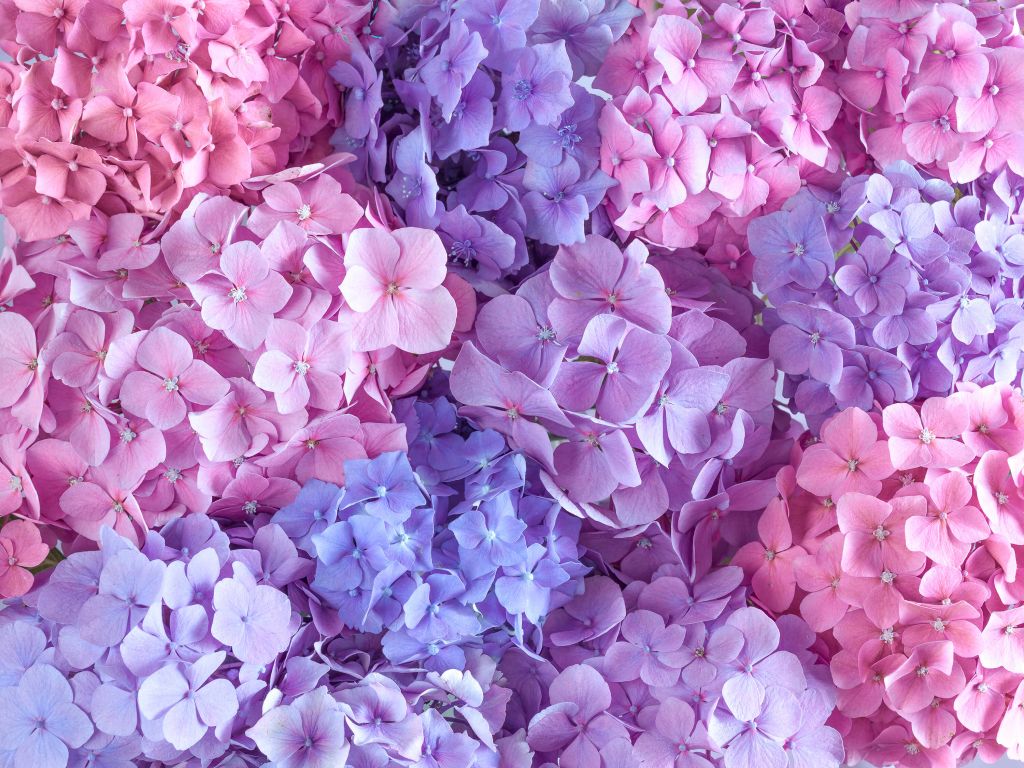 Kleurrijke hortensia's