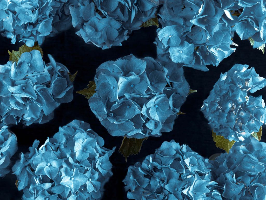 Blauwe hortensia's