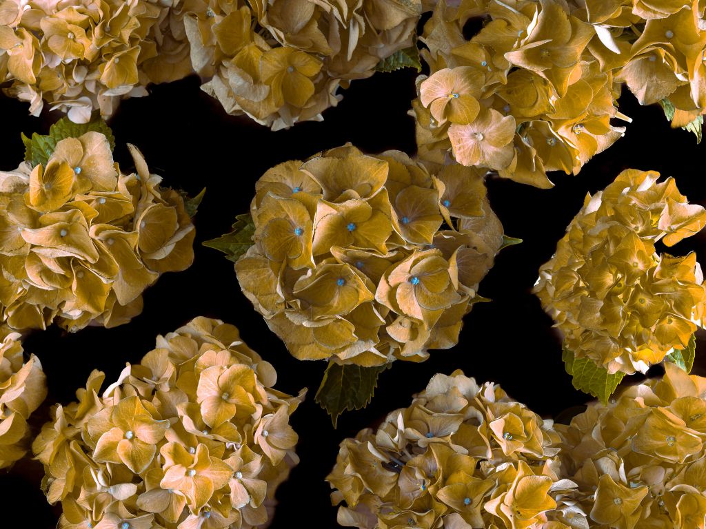 Hortensia's