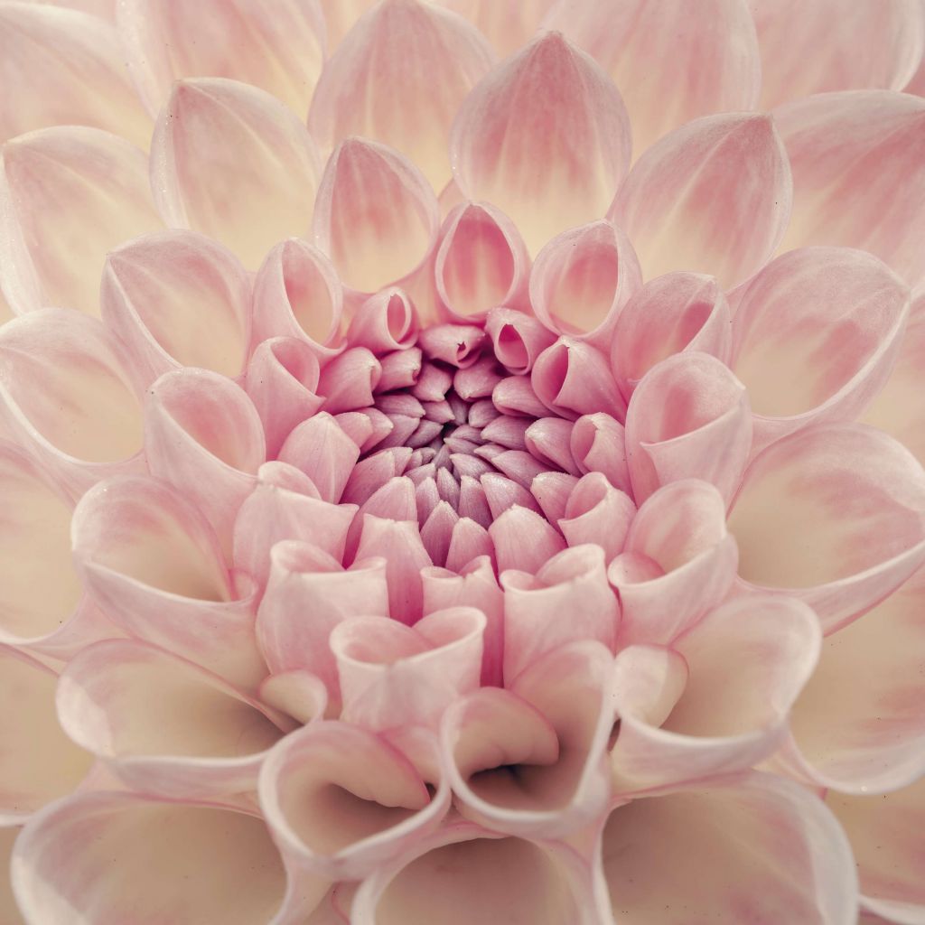 Dahlia close-up foto