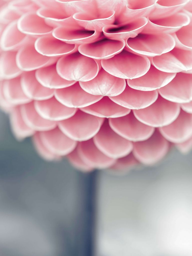 Close-up dahlia