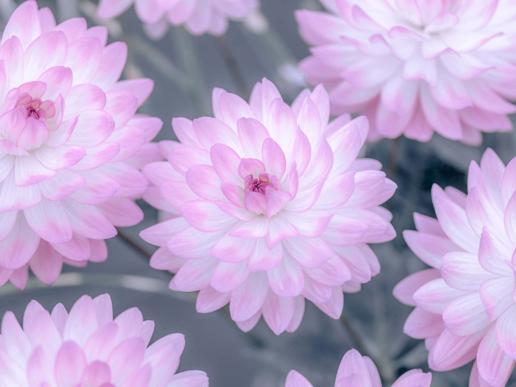 Dahlia bloemen roze