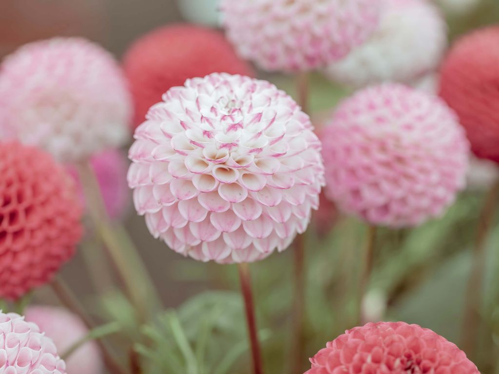 Roze dahlia bloemen